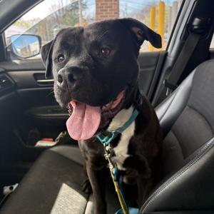 Boogie, Boxer, adult, available for adoption