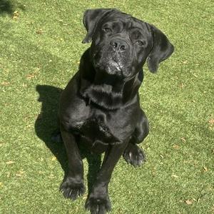 Ayce, Mixed Breed (Medium), adult, available for adoption