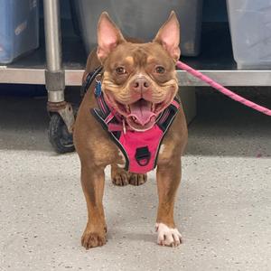 Buttercup, Bulldog, French, adult, available for adoption
