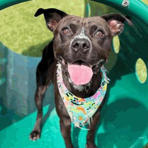 Daniel, Terrier, Pit Bull, adult, available for adoption