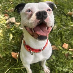 Hayes, Terrier, Pit Bull, adult, available for adoption