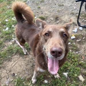 A brown dog with a happy expression, standing on grass and looking up at the camera with its tongue out.