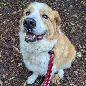 Eevie, Pyrenees, Great, adult, available for adoption