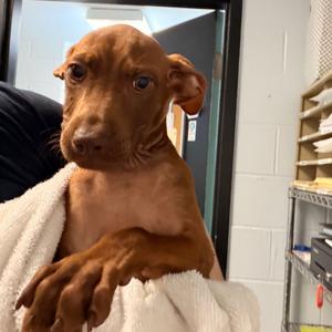 Bo, Terrier, Pit Bull, puppy, available for adoption