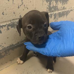 Braford, Mixed Breed (Medium), puppy, available for adoption