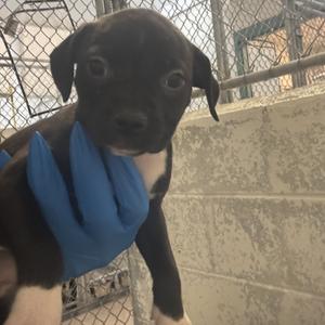 A black puppy with floppy ears is being held by a person wearing blue gloves. The puppy is standing in front of a chain-link fence and a concrete wall.