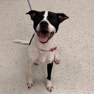 A black and white dog with a pink collar and a purple leash, standing on a gray floor.