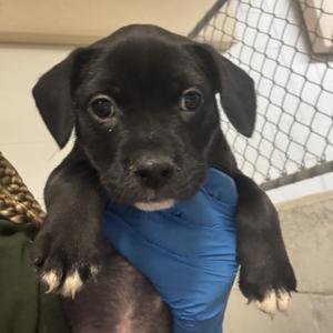 Hereford, Mixed Breed (Medium), puppy, available for adoption