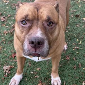 a brown pitbull dog standing on grass
