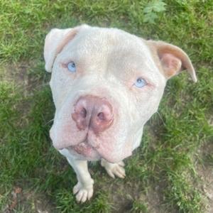 Bugs, Terrier, American Pit Bull, senior, available for adoption