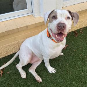 Bella, Terrier, Pit Bull, senior, available for adoption