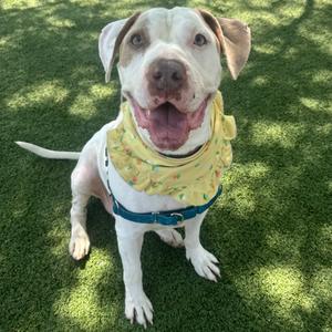 Bella, Mixed Breed (Large), senior, available for adoption