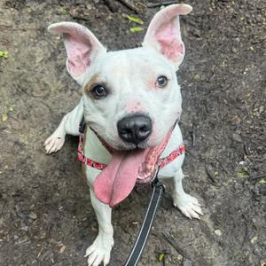 A white pit bull mix dog with floppy ears and its tongue hanging out, wearing a red and white patterned collar.