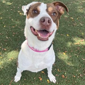 A happy dog with a white and brown coat, wearing a pink collar, sitting on grass.