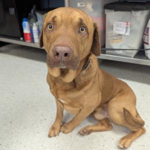 Journey, Retriever, Labrador, adult, available for adoption
