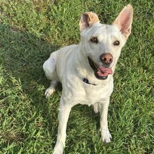 Ally, Retriever, Labrador, senior, available for adoption