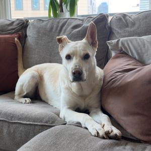 Ally, Retriever, Labrador, senior, available for adoption