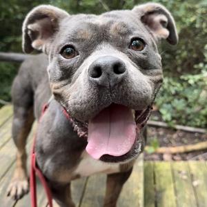 Chanel, Terrier, Pit Bull, adult, available for adoption