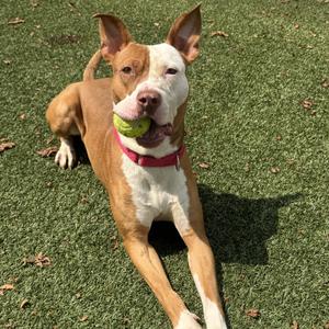 A brown and white dog lying on green grass with a tennis ball in its mouth.