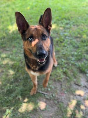 A German Shepherd dog standing on grass and looking directly at the camera.