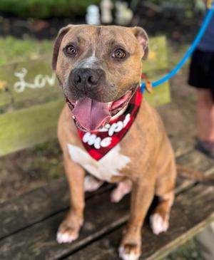 Bakers Man, Mixed Breed, adult, available for adoption