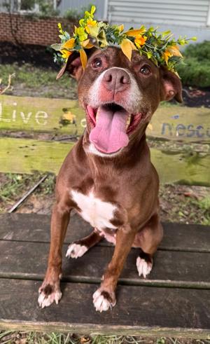 Kara, Mixed Breed, adult, available for adoption