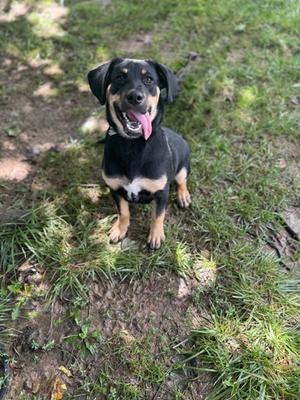 A black and tan dog with floppy ears and a happy expression, sitting on grass.