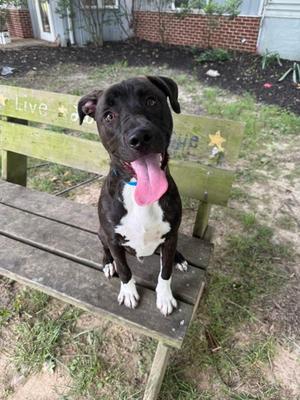 A black and white dog with a pink tongue sticking out, sitting on a wooden bench in a backyard.