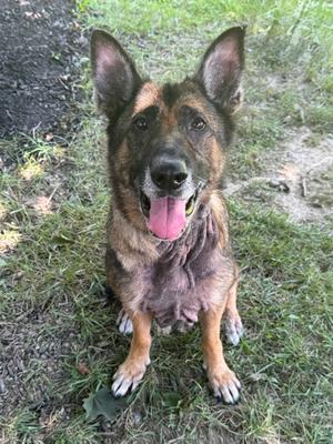 A German Shepherd dog sitting on grass with its tongue out, looking at the camera.
