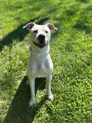 Chilli, Mixed Breed, adult, available for adoption