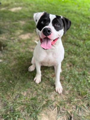 A black and white dog with a pink tongue sticking out, sitting on grass.