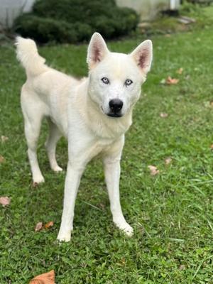 Romeo, Siberian Husky Mix, adult, available for adoption