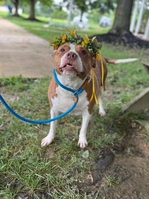 A brown and white dog wearing a flower crown and a blue leash, standing on grass.