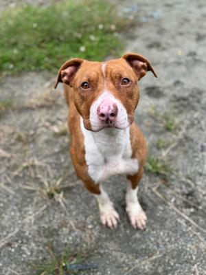 A brown and white dog with a pink nose and floppy ears is standing on a gravel surface, looking directly at the camera.