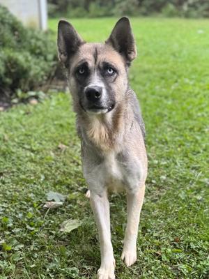 Juliet, Siberian Husky Mix, adult, available for adoption