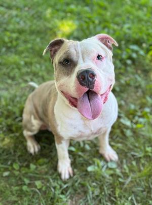 Samson, Mixed Breed, adult, available for adoption