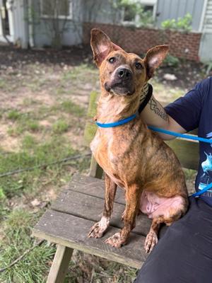 Delilah, Mixed Breed, available for adoption