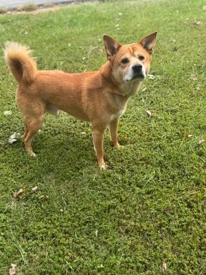 A brown dog standing on a grassy lawn.
