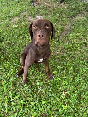 A brown dog sitting on grass, looking up with a curious expression.
