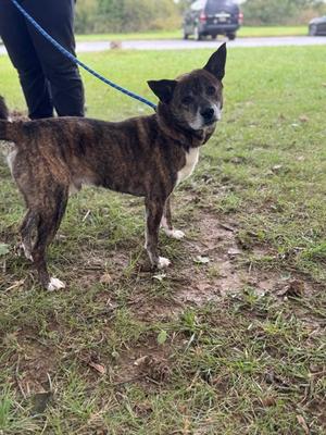 a brindle dog standing on a grassy field, wearing a blue leash, with a person's legs visible in the background