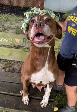Jinx, Mixed Breed, adult, available for adoption