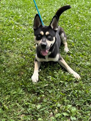 Loki, Mixed Breed and Alaskan Husky, young, available for adoption