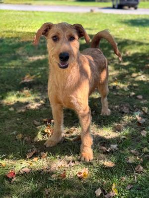Luke, Airedale Terrier Mix, young, available for adoption