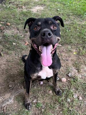 A black and white dog with a pink tongue sticking out, sitting on grass.