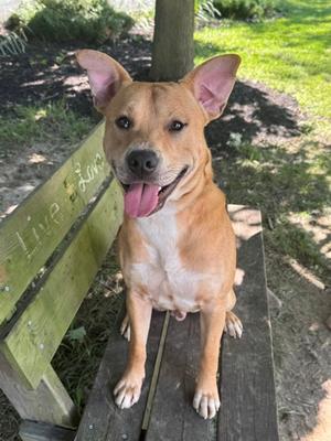 Moose, Siberian Husky and American Pit Bull Terrier, young, available for adoption