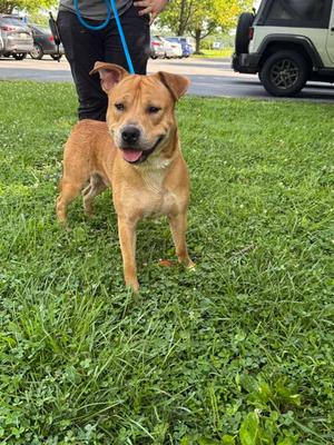 Moose, Siberian Husky and American Pit Bull Terrier, young, available for adoption