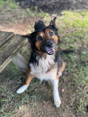 A dog wearing a small hat, sitting on the ground with a wooden bench in the background.