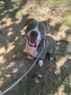 A gray and white dog with a pink tongue sticking out, sitting on a grassy area with a chain leash attached to its collar.