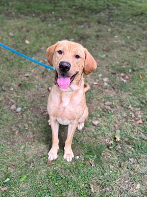 A golden retriever puppy sitting on grass with a blue leash, tongue out and smiling.