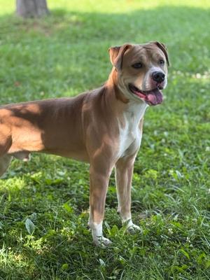 A brown and white dog standing on grass with its mouth open and tongue out.
